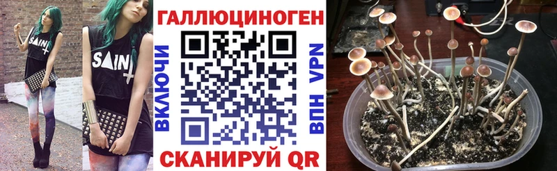 Купить  Губкинский  Псилоцибиновые грибы Magic Shrooms 